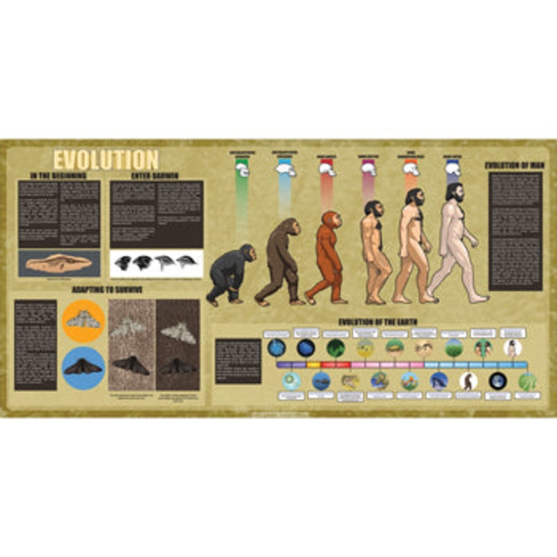 EVOLUTION POSTER, Each