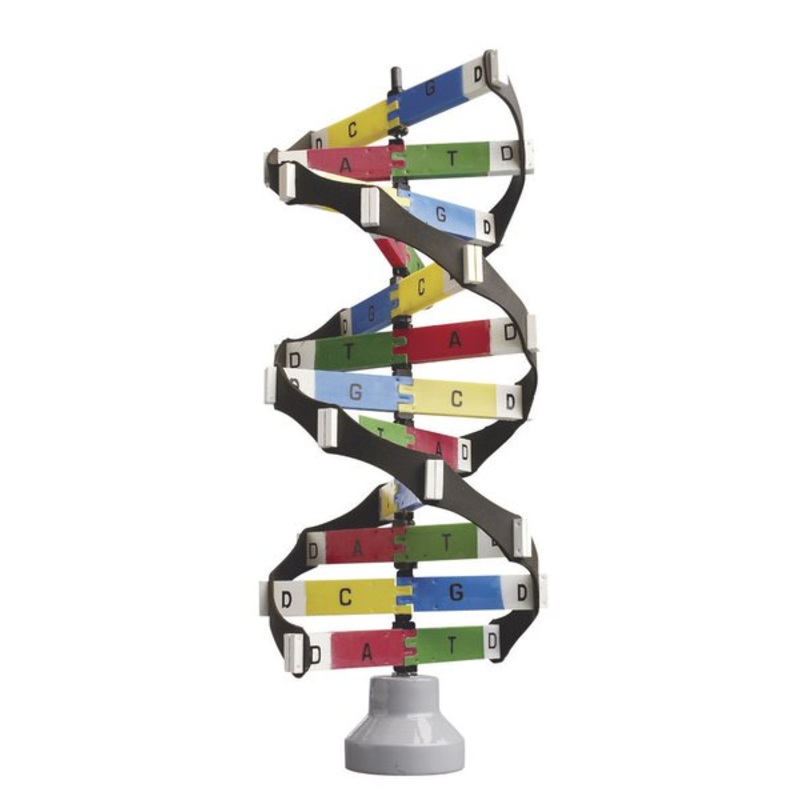 DNA Activity Model – Edulab