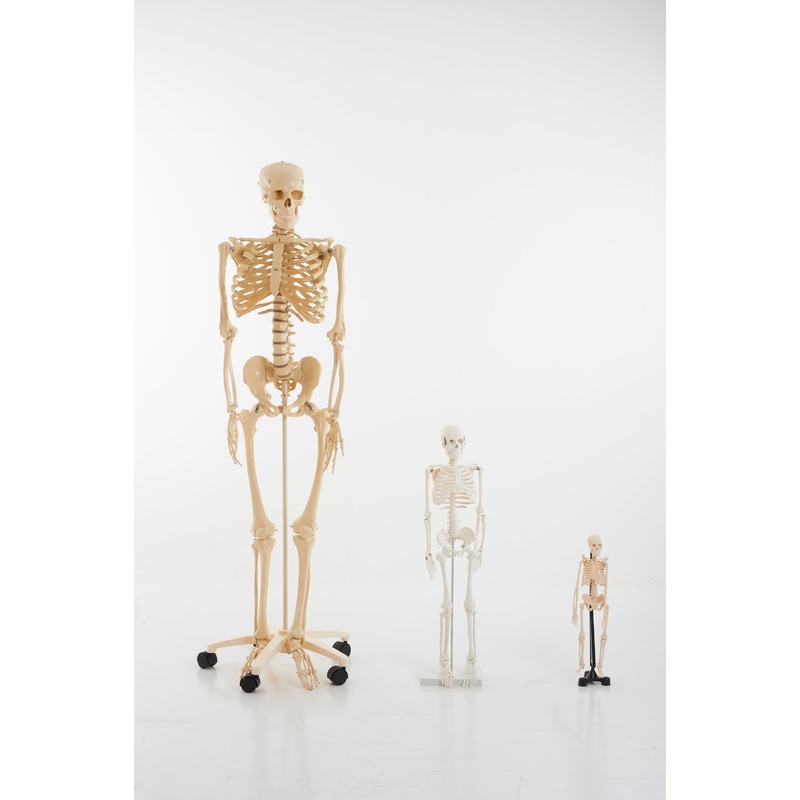 1/2 Scale Skeleton