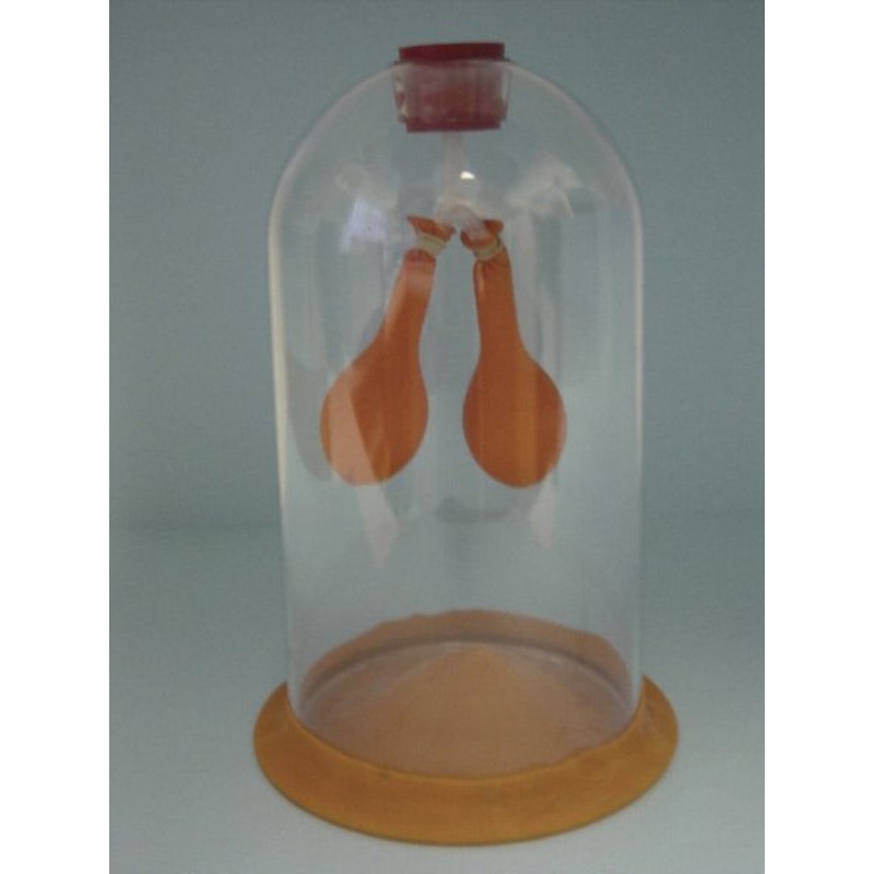Lung Demonstration Model (Each)