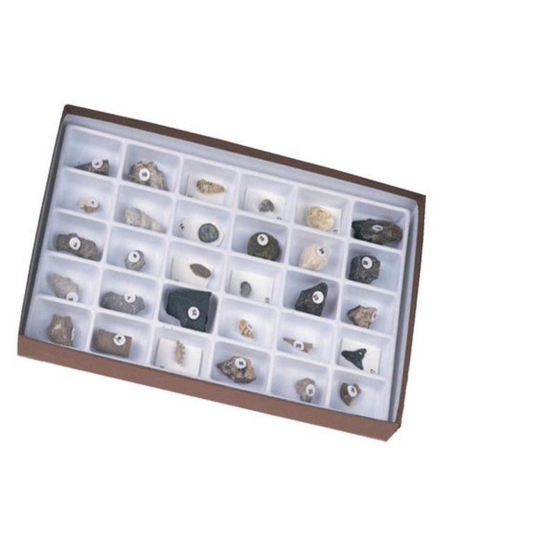 Advanced Fossil Collection