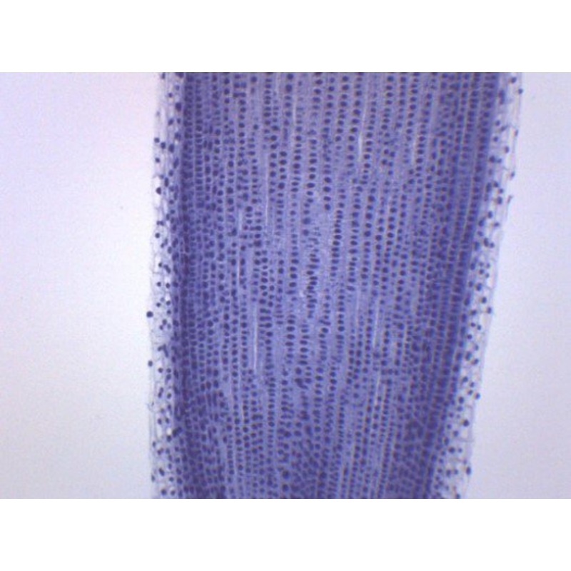Allium Root Tips, Mitosis – Prepared Microscope Slide – 75x25mm (Each)