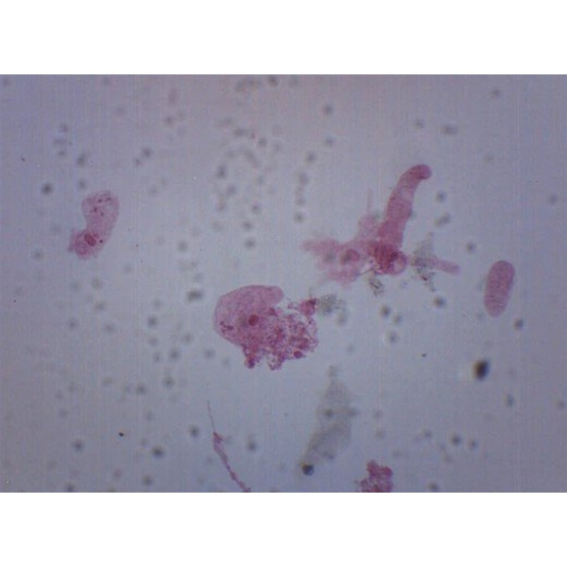 Amoeba Proteus, Whole Mount – Prepared Microscope Slide – 75x25mm (Each)
