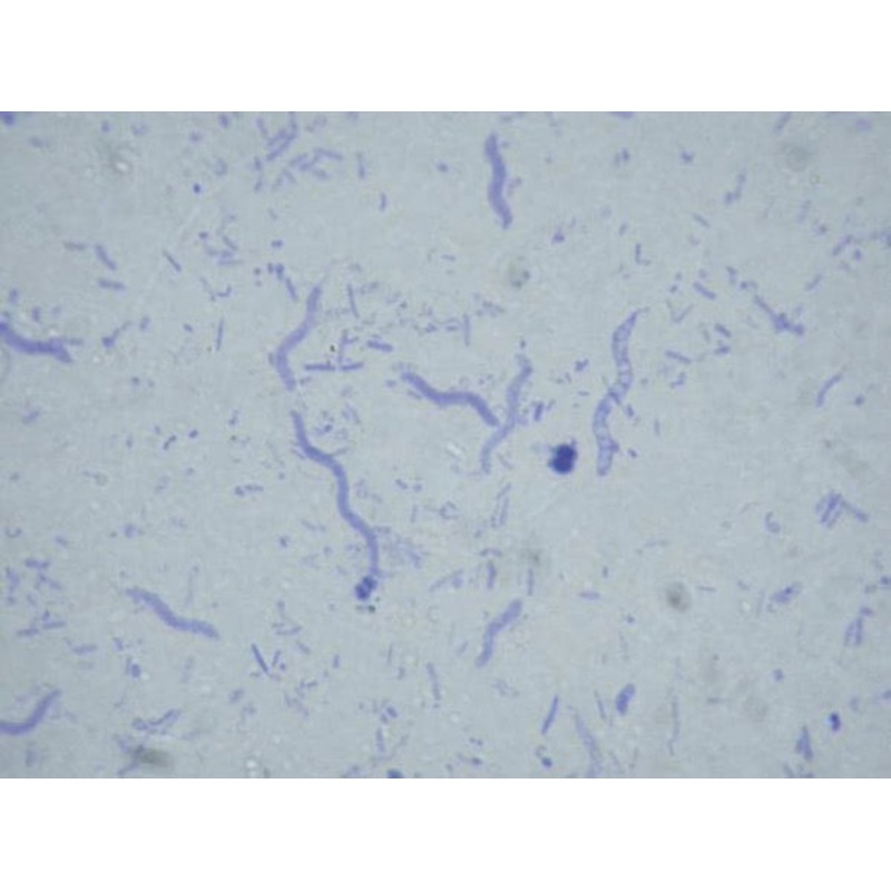 Bacteria Slide Set of 12 (Each Set)