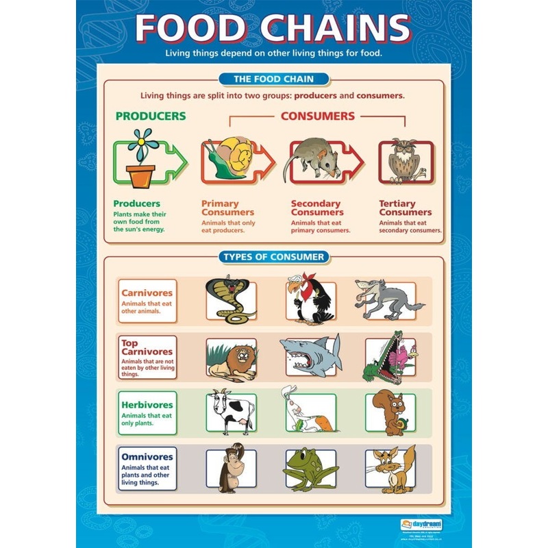Food Chains and Food Cycles Poster Set, Set of 2