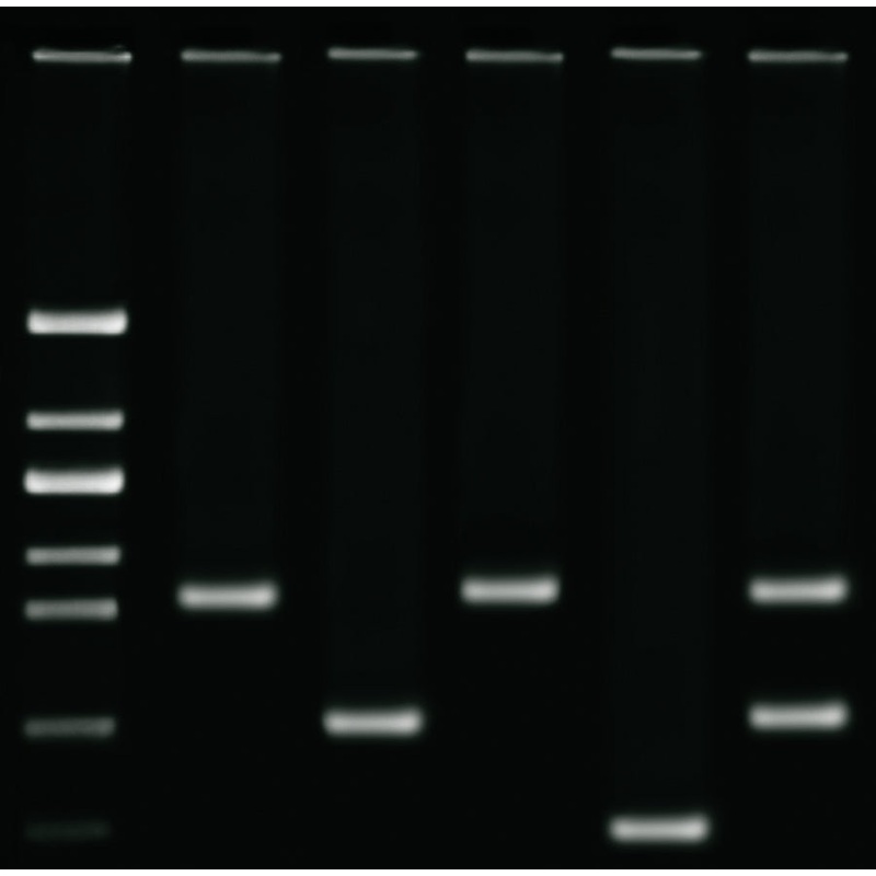 Edvotek Activity Kit – DNA Fingerprinting using PCR