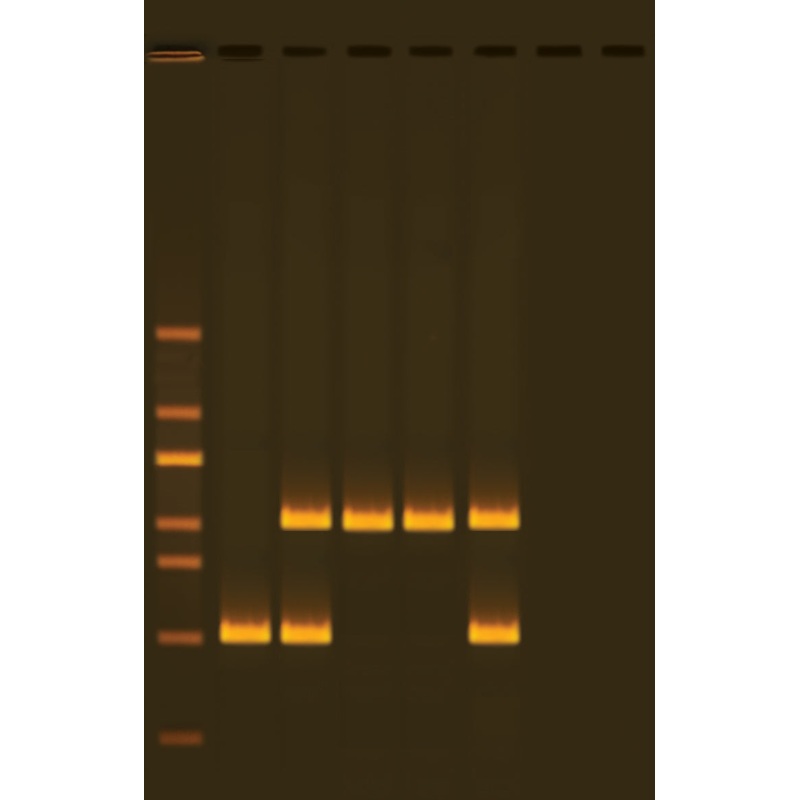Edvotek Activity Kit – Alu Human DNA Typing Using PCR