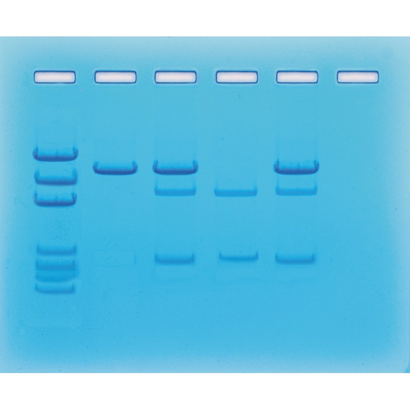 Edvotek Activity Kit – Cancer Gene Detection