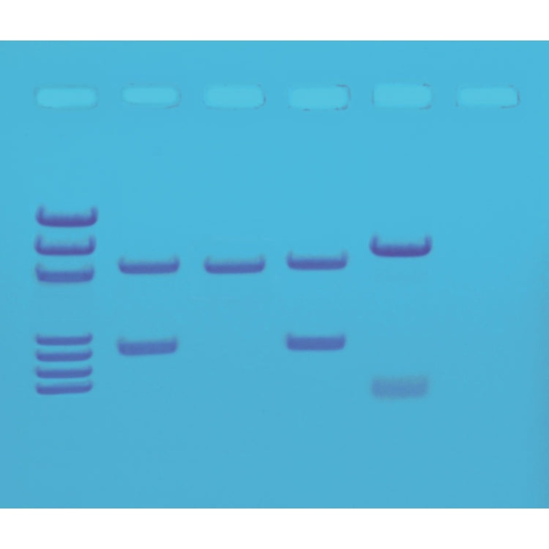 Edvotek Activity Kit – DNA Fingerprinting by PCR Amplification