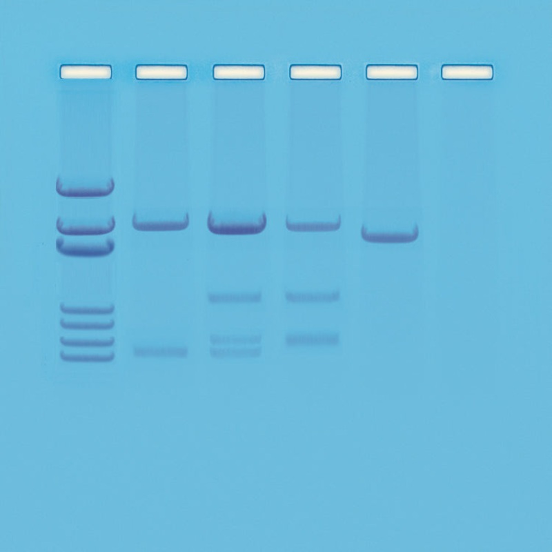 Edvotek Activity Kit – DNA Paternity Testing Simulation