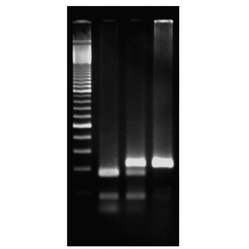 Edvotek Activity Kit – Exploring the Genetics of Taste: SNP Analysis of the PTC Gene Using PCR