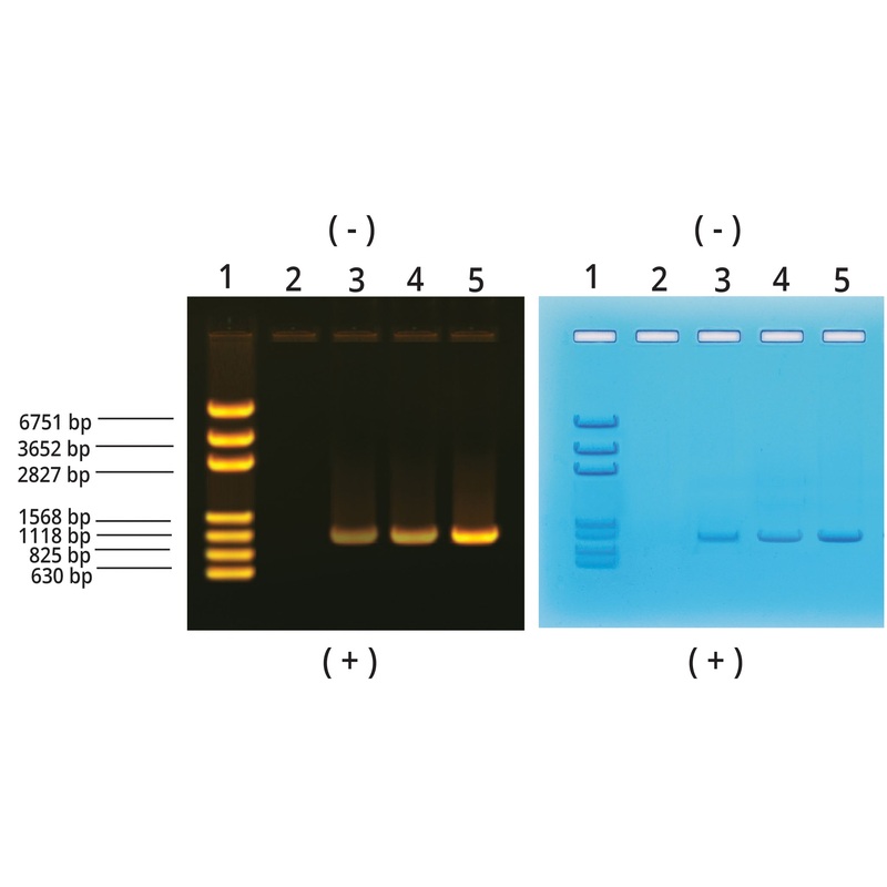Edvotek Activity Kit – PCR Amplification of DNA