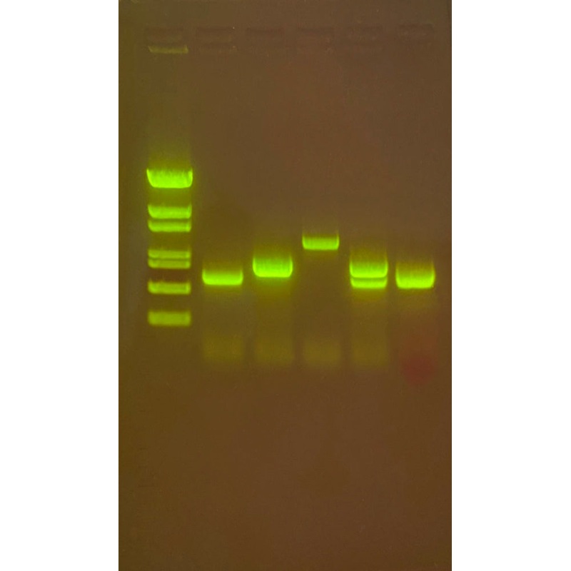 Edvotek Activity Kit – Water Quality Testing III: Multiplex PCR Testing of Water Contaminants